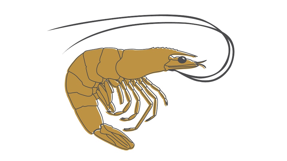 An illustration of a shrimp.