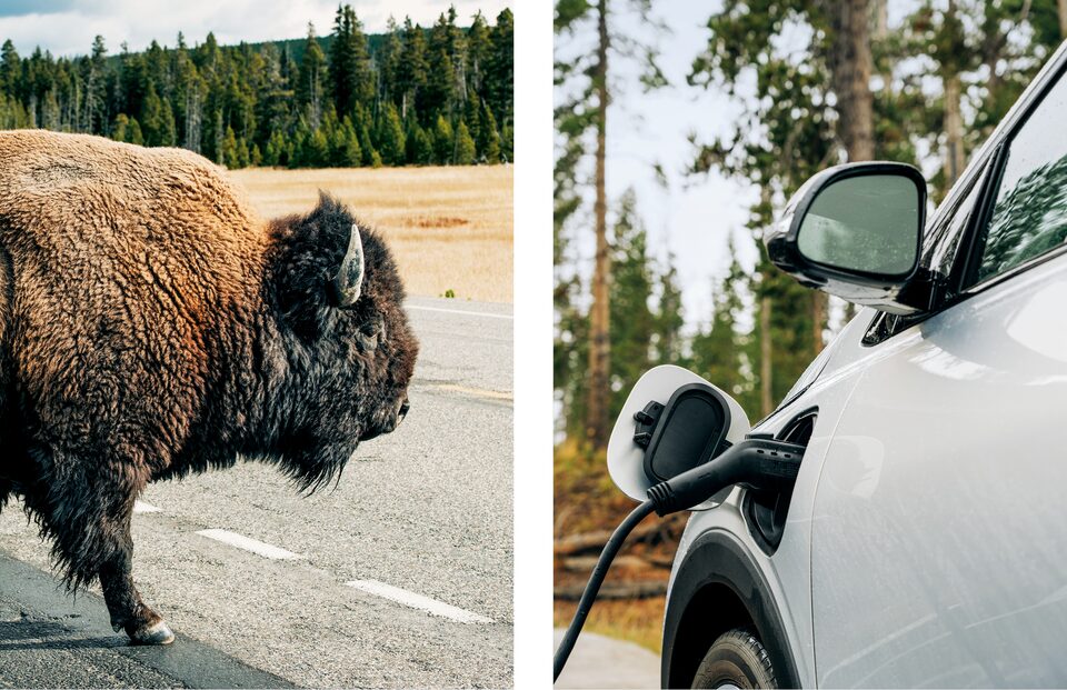Dos fotos: un bisonte a punto de cruzar un camino en Yellowstone y un primer plano del puerto de carga de una Bolt EUV con un cargador conectado.