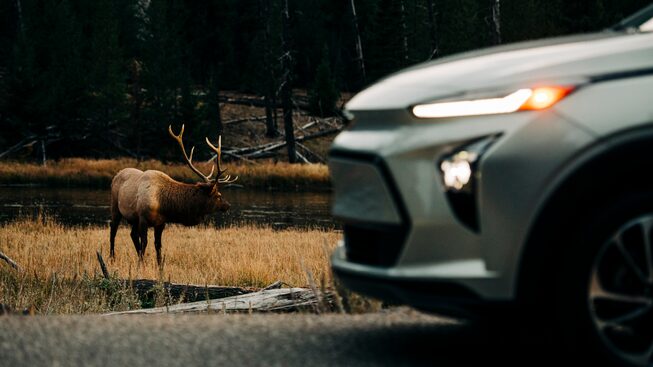 A white Bolt EUV sits on the side of the road with an antlered elk in the field behind it.