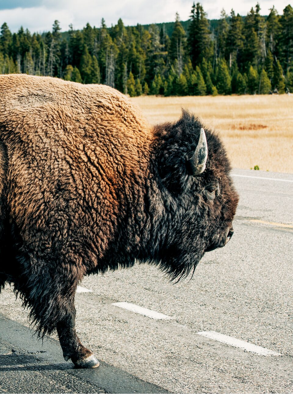 Un bisonte a punto de cruzar un camino en Yellowstone.