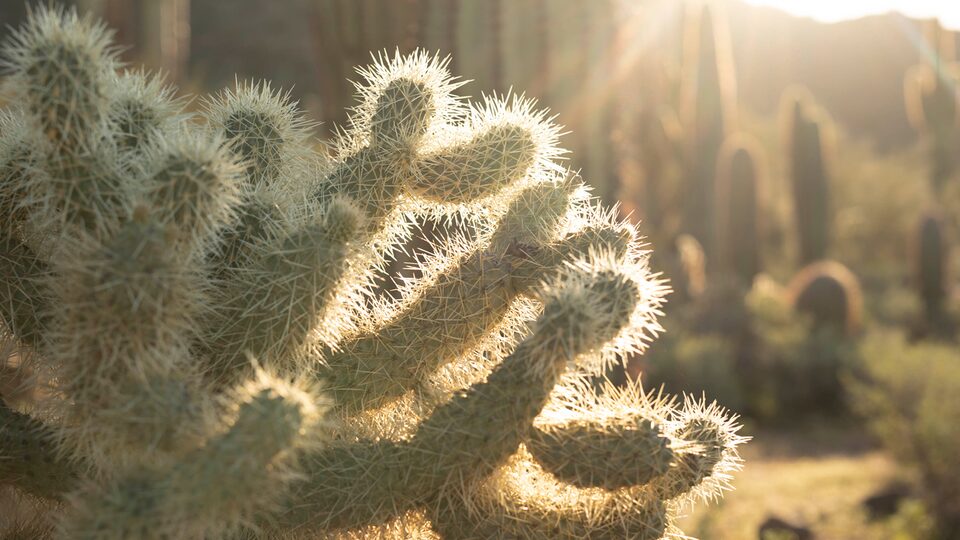 A closeup of a jumping cholla cactus.