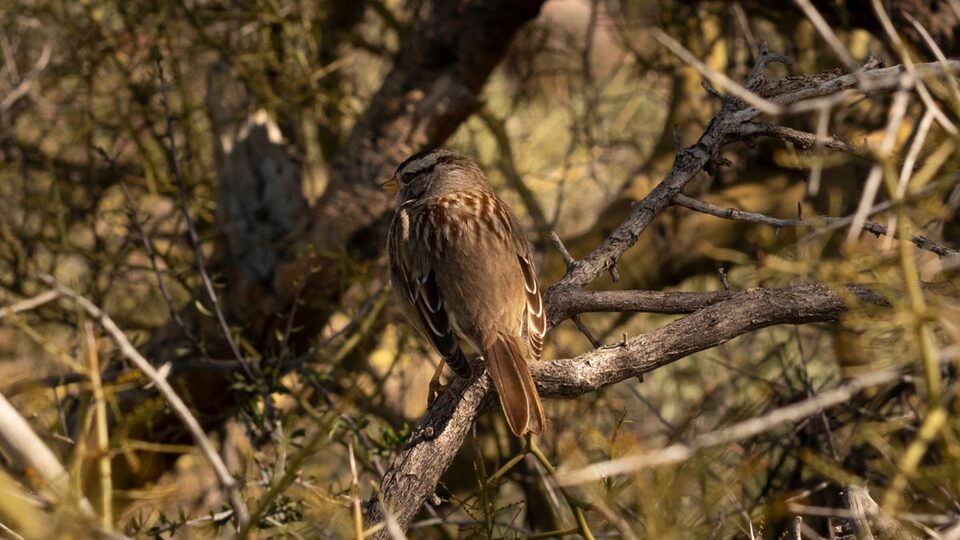 A white-crowned sparrow sits on the bare, spiny branches of a bush in the Arizona desert.