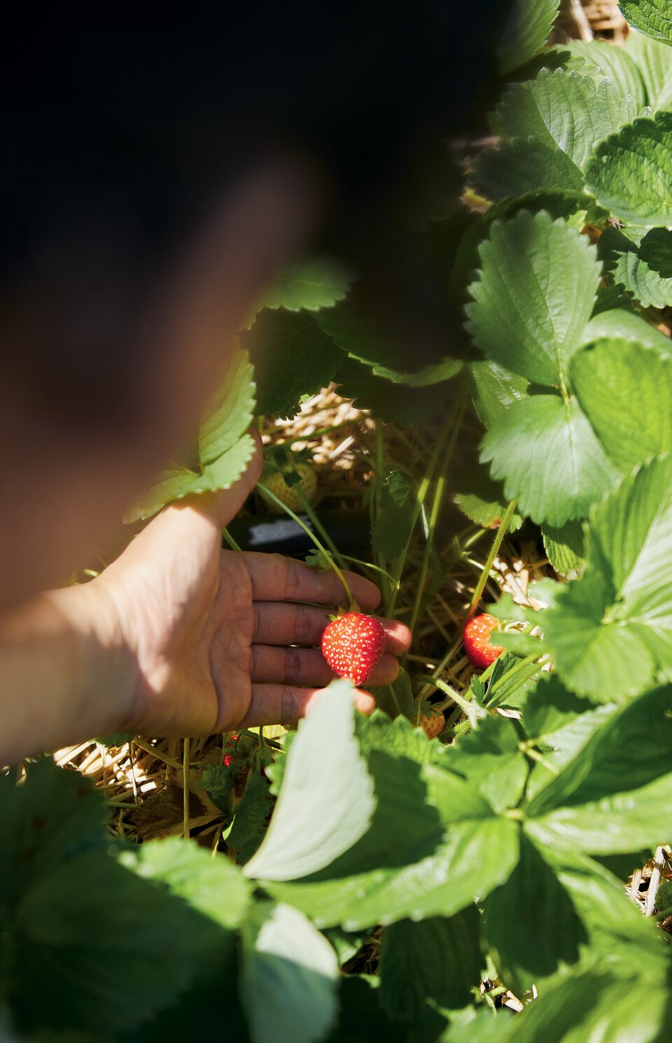 Chef Ji Hye Kim reaches for a strawberry hidden among the green leaves of the plant.