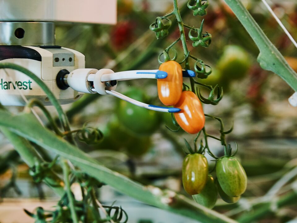 Virgo, AppHarvest’s universal harvesting robot, reaches for a tomato in the company’s Morehead high-tech indoor farm to gauge the fruit’s quality, ripeness and size with an AI-powered scan.