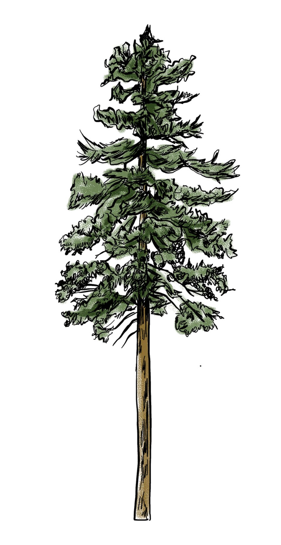 An illustration of a Ponderosa pine tree.