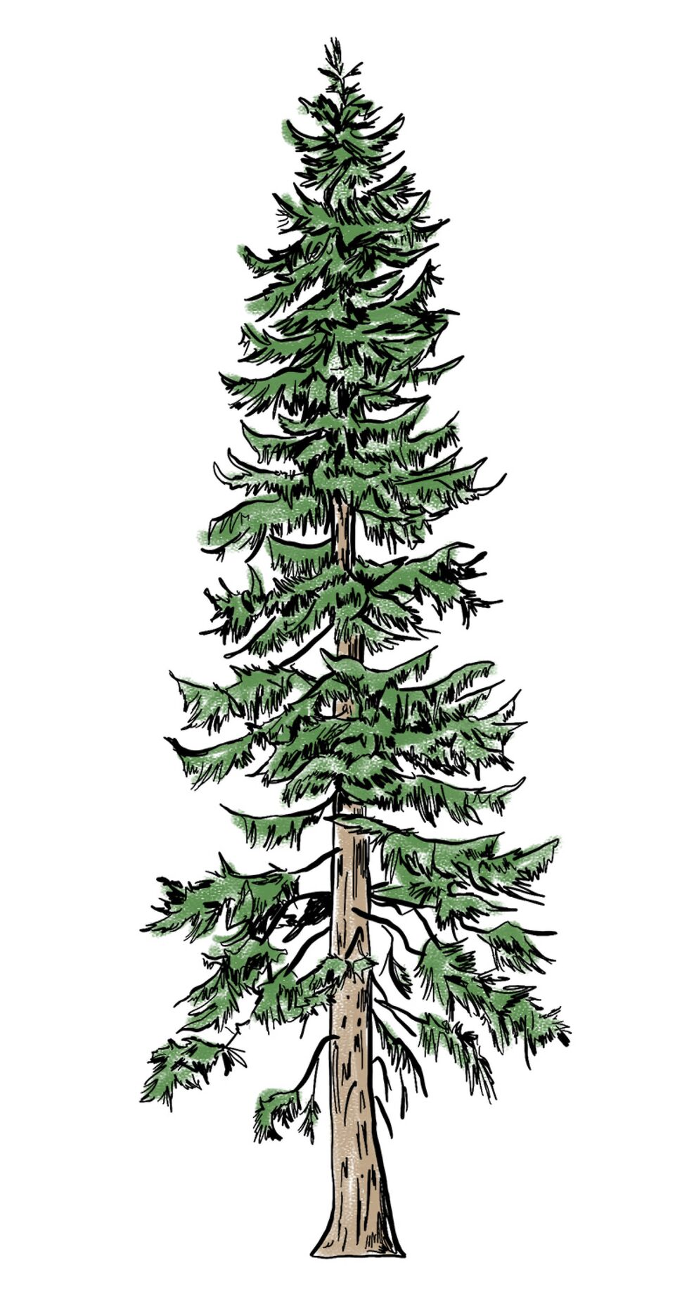 An illustration of a Douglas fir tree.