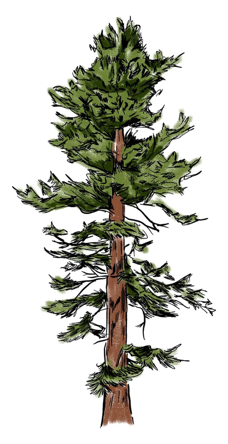 An illustration of a red fir tree.
