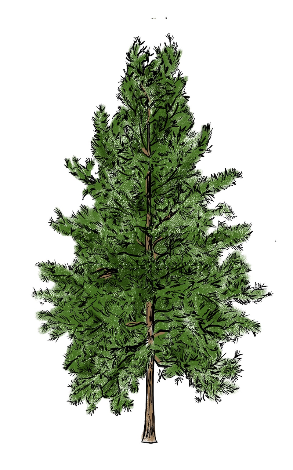 An illustration of a white pine tree.