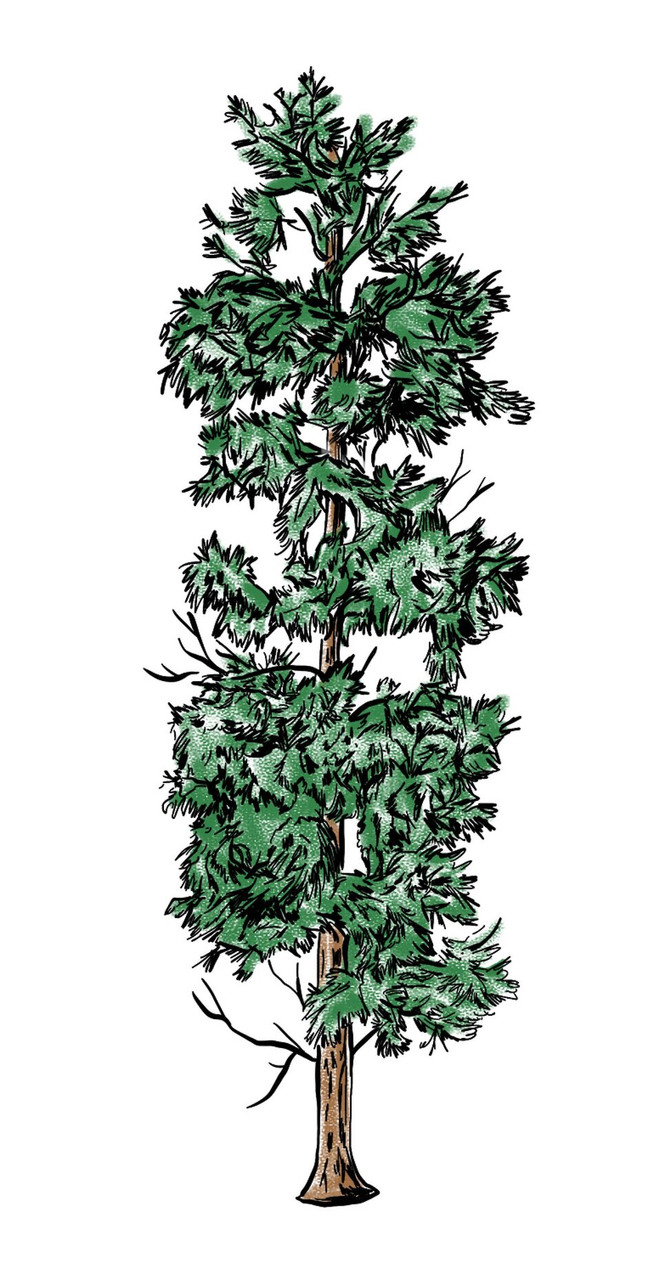 An illustration of an incense cedar tree.