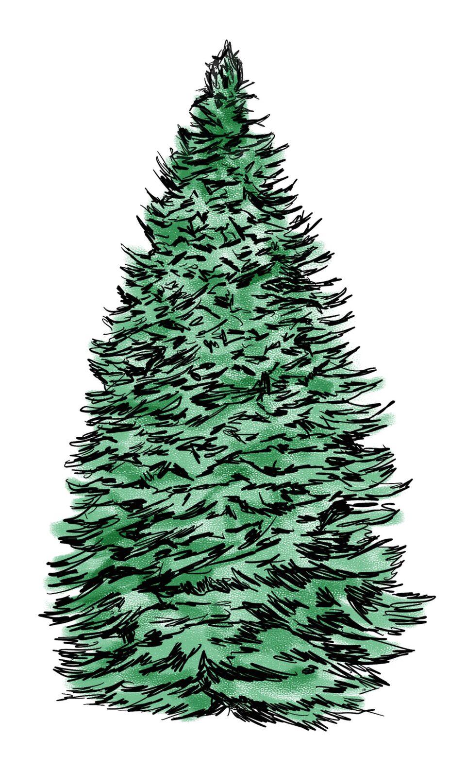 An illustration of a white fir tree.