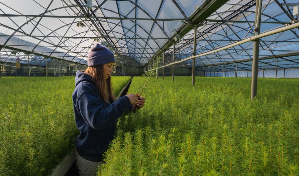 A person stands inside a green-house surrounded by tree seedlings.