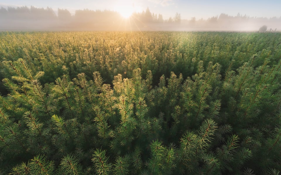 An expansive forest lit by sunlight seen as if you're flying over it.