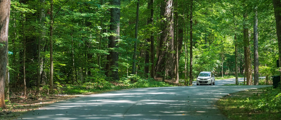 A white Bolt EV drives along a road in the middle of a sun-dappled forest.