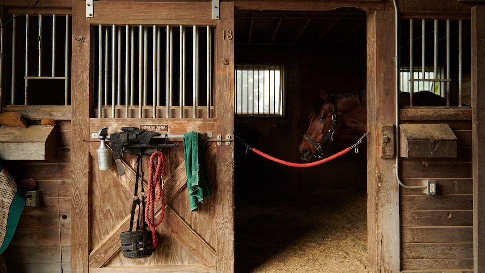 A brown horse looks out of an open stall door in a stable with wooden walls.
