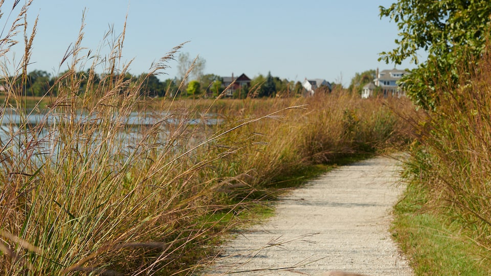 A paved pathway next to a wetlands area.