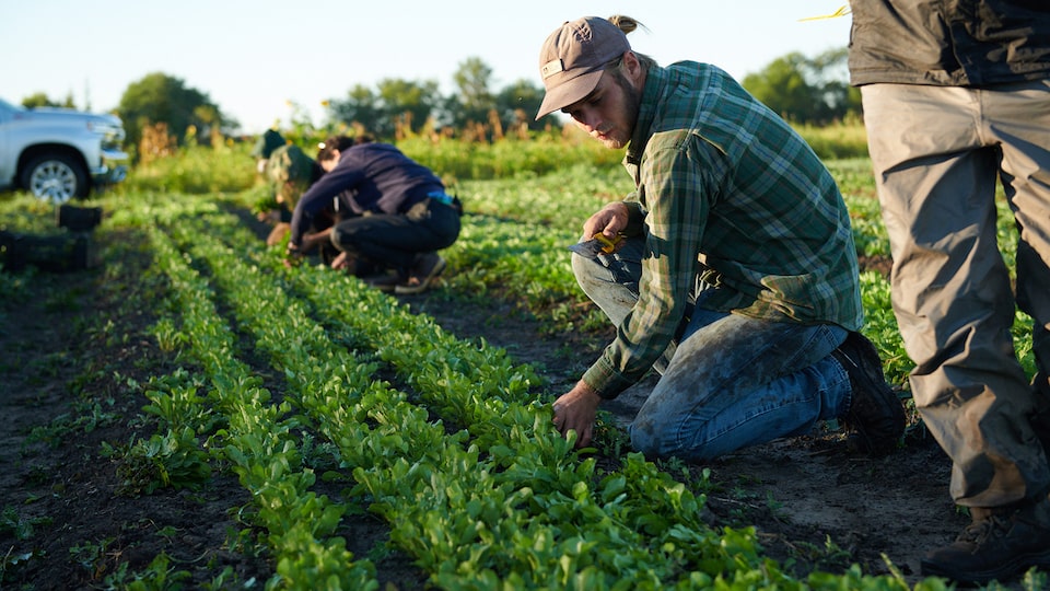 A row of farmers kneeling and tending to crops in a field with a 2019 Chevy Silverado in the background.