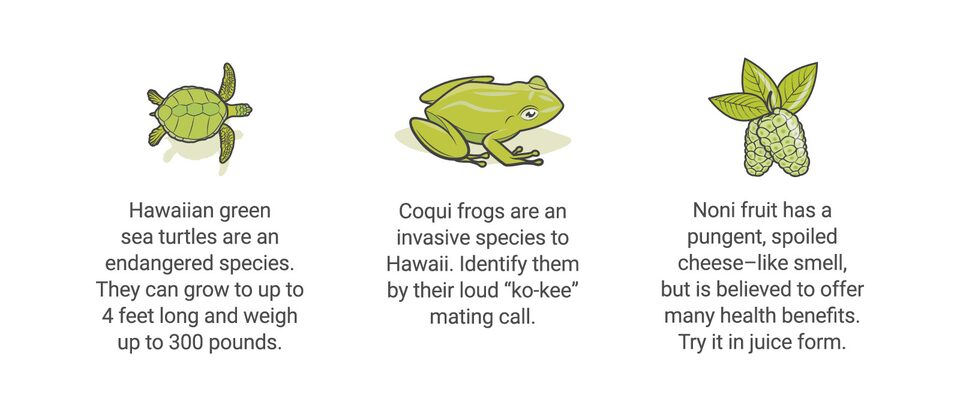 Una ilustración de una tortuga con el pie descriptivo: "La tortuga marina verde hawaiana es una especie en peligro de extinción. Puede llegar a crecer hasta 4 pies de largo y pesar hasta 300 libras." Una ilustración de una rana coquí con el pie descriptivo: "La rana coquí es una especie invasora en Hawái. Se la puede identificar por el ruido "co-quí" que hacen para aparearse." Una ilustración de la fruta noni con el pie descriptivo: "El noni es una fruta de olor fuerte parecido a queso en mal estado, pero se cree que aporta muchos beneficios para la salud. Pruébala en jugos."