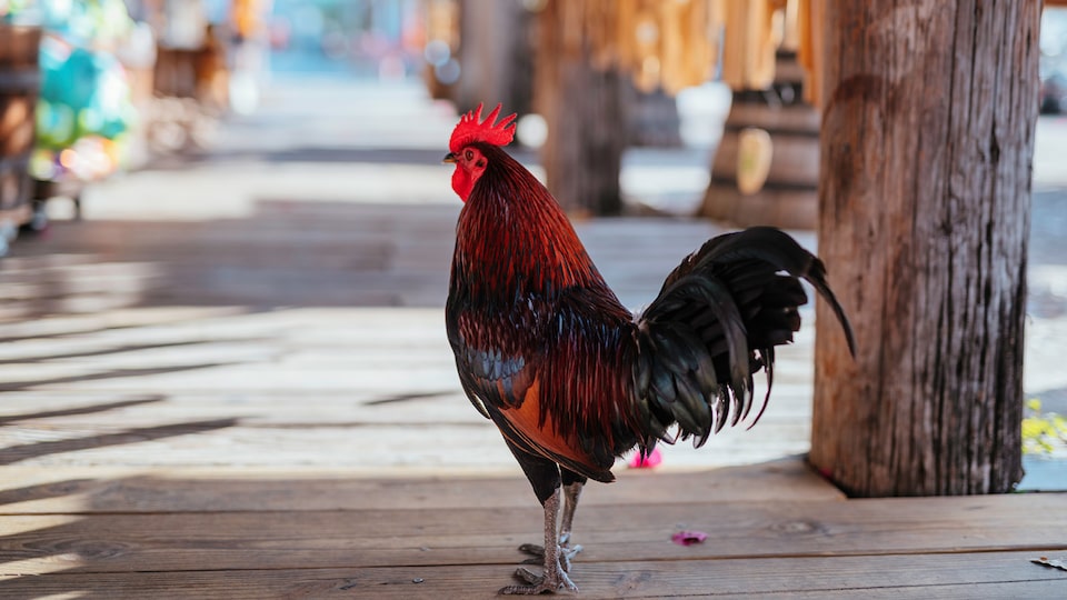 Un gallo de pie en una calle junto a un poste de madera.