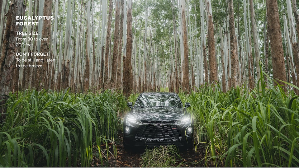 A gray Chevrolet Blazer drives along a narrow two-track surrounded by green plants as high as the vehicle and tall trees beyond.