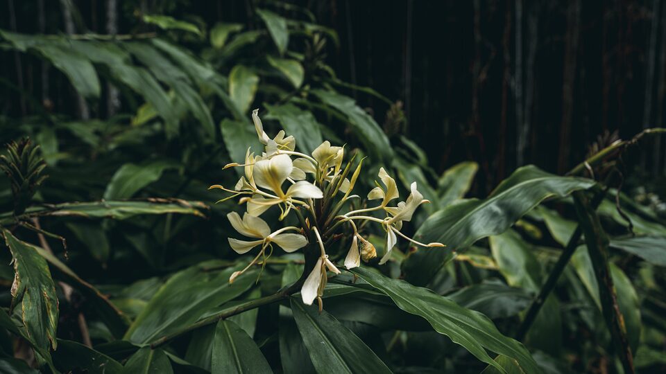 A white flower nestled in a bed of greenery.
