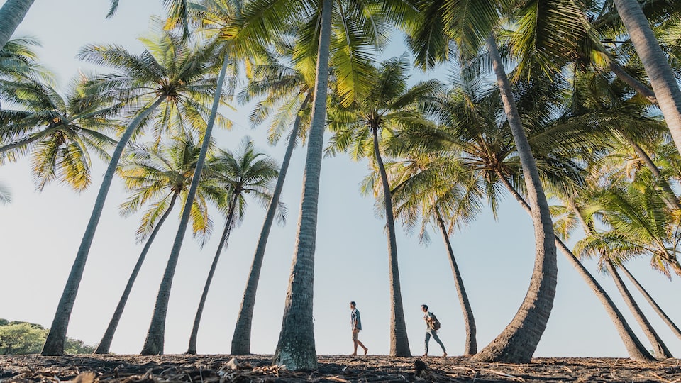 Two people seen from a distance walking among tall palm trees framed against a blue sky.