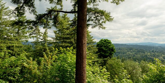 El paisaje de las afueras de Portland, Oregón, compuesto por colinas cubiertas de árboles.