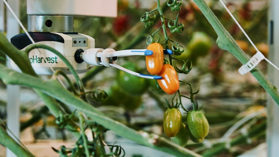 Virgo, el robot de cosecha universal de AppHarvest, se estira para llegar a un tomate en la granja de interior Morehead de alta tecnología de la compañía con el fin de evaluar la calidad, la madurez y el tamaño de la fruta por medio de análisis con IA.