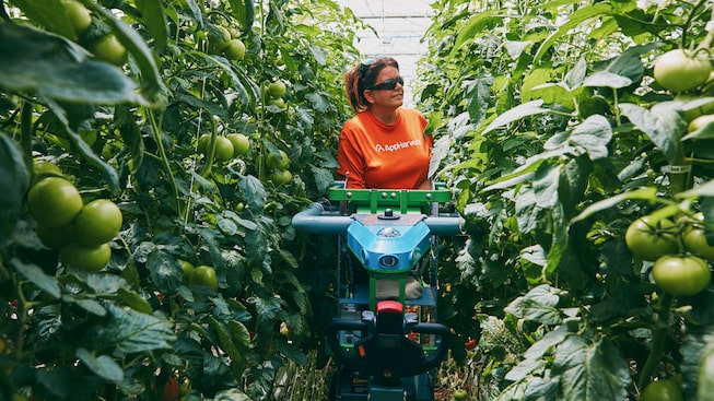 Un especialista en el cuidado de cultivos de AppHarvest examina las hileras de tomates para comprobar la calidad y productividad de las plantas de la granja interior de tecnología de avanzada de la empresa.