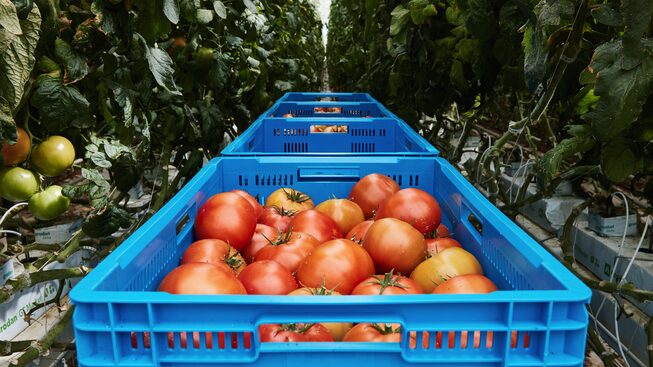 Cajas de plástico azules llenas de tomates rojos cosechados entre las hileras de plantas de tomate.