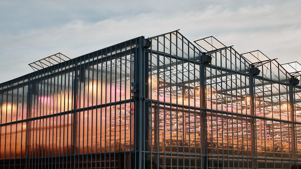 Imagen exterior del invernadero de AppHarvest al anochecer con las luces interiores encendidas.