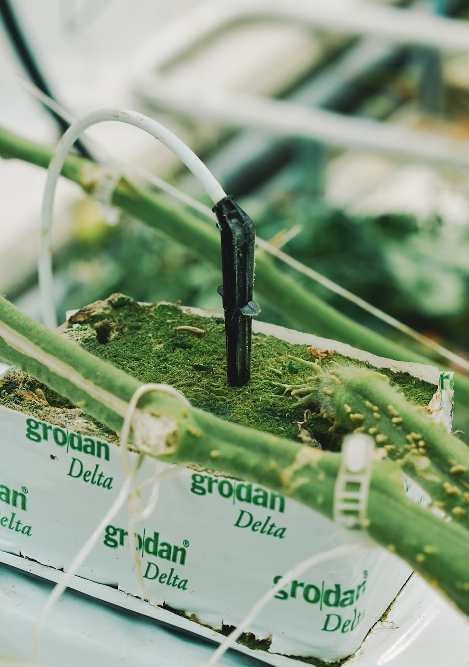 Un primer plano del sistema de riego de circuito cerrado AppHarvest que suministra con precisión los nutrientes y elimina el residuo agrícola.