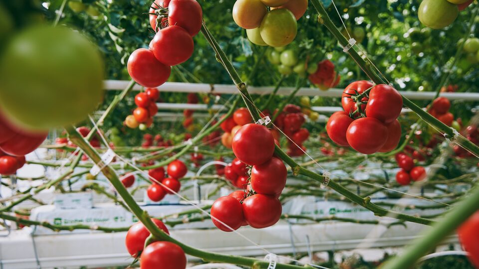 Dentro del invernadero de AppHarvest, los tomates rojos y verdes cuelgan de las enredaderas sujetas a las tuberías de riego blancas.