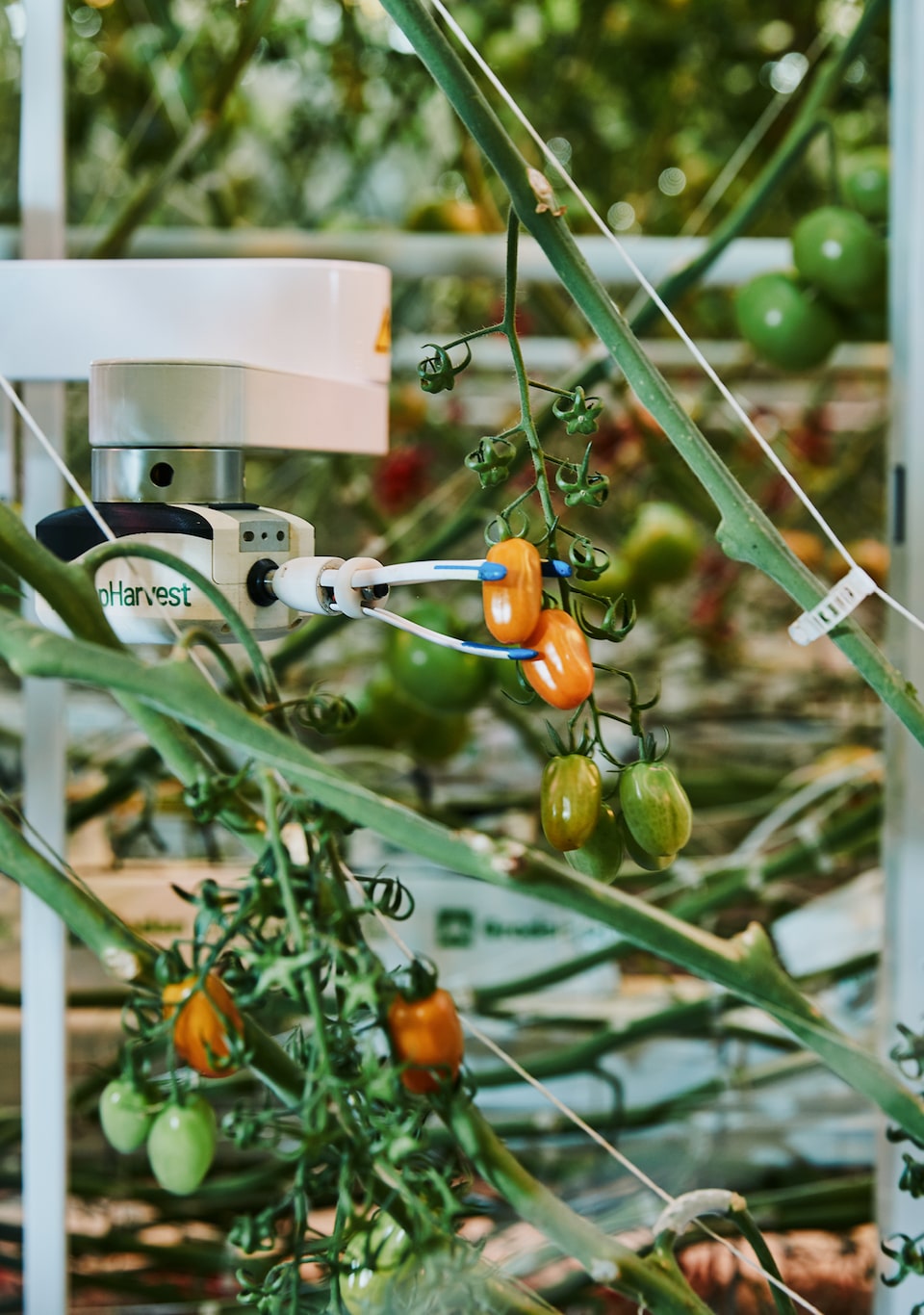Virgo, el robot recolector universal de AppHarvest, se acerca a un tomate de la granja interior de tecnología de avanzada para comprobar la calidad, la madurez y el tamaño de la fruta con un escáner que usa la IA.