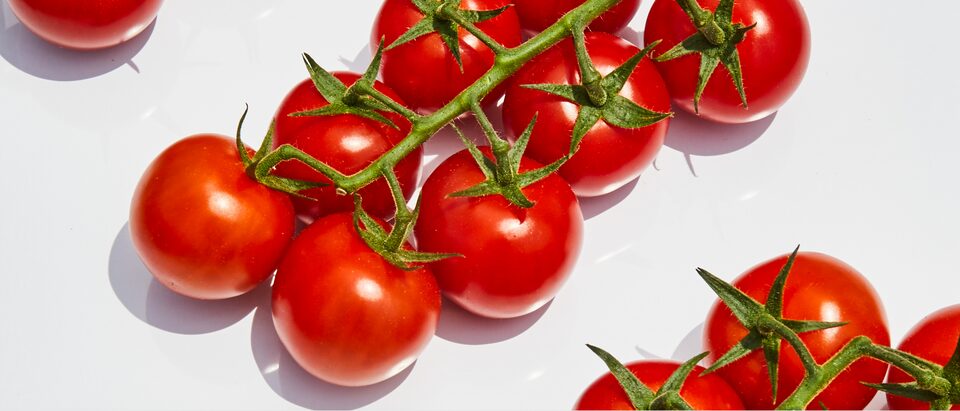 Una colección de tomates rojos y brillantes aún unidos a la rama sobre una mesa blanca.