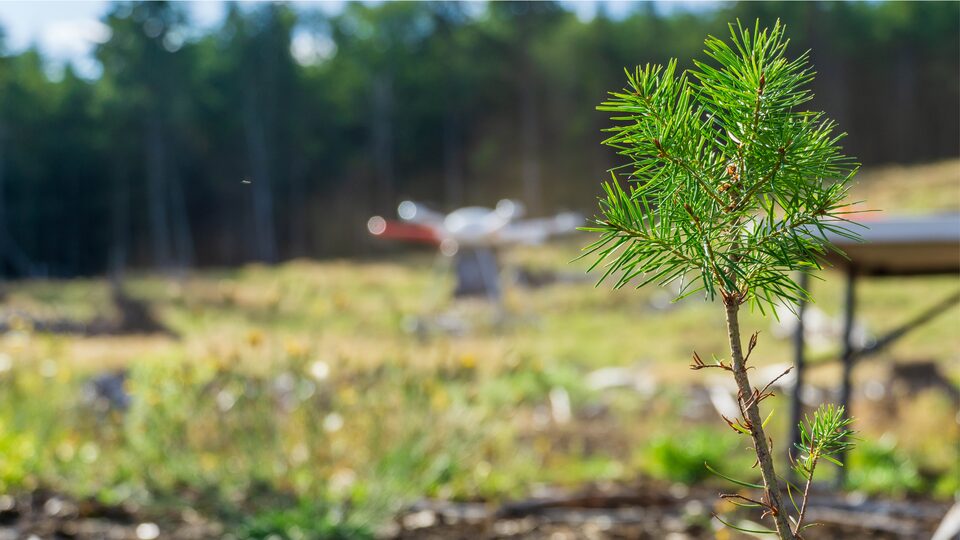 A small tree seedling in the foreground is in focus, and in the blurred background a large drone sits on bare ground in front of a treeline.