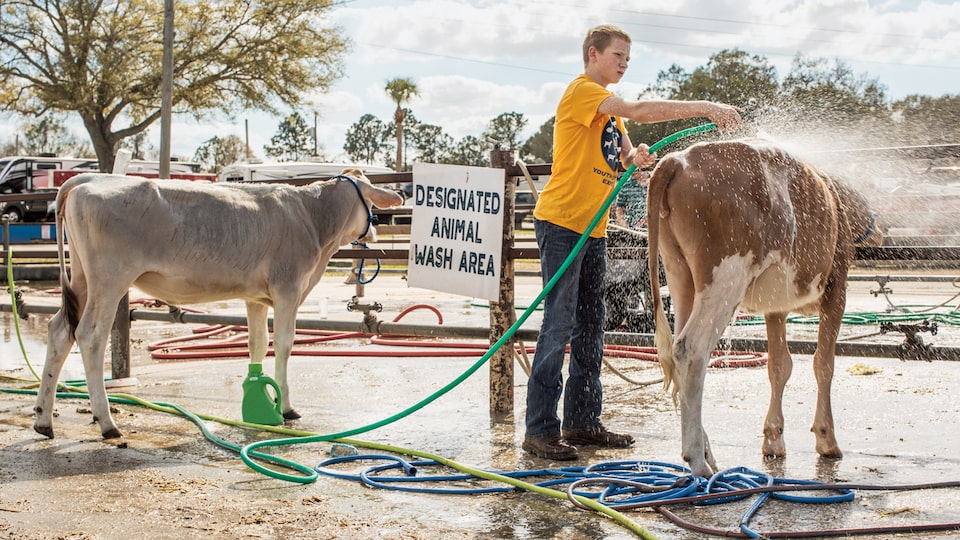 Un niño lavando una vaca.