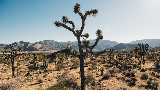 Un árbol de Joshua en una vasta extensión de desierto.