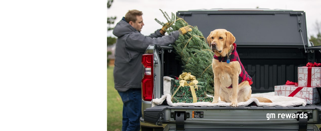 dog in the back of a pickup truck
