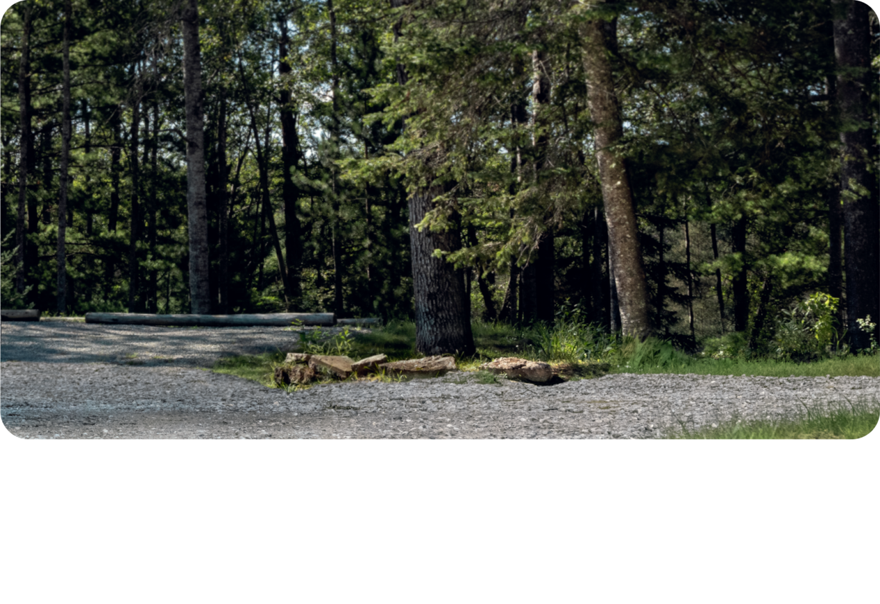 A Landscape View of Pine Trees in a Woodsy Area and Gravel Road