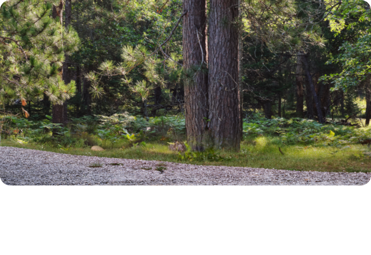 A Landscape View of a Pine Tree Surrounded by a Woodsy Area
