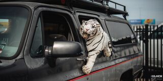 Close-up of a Black Chevrolet Pickup Truck With a White Tiger Doll Hanging Outside the Rear Driver's Side Window